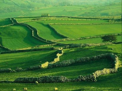 Landscape - English Green Sheep